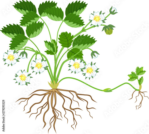 Strawberry plant with green leaves, wite flowers and daughter plant isolated on white background
