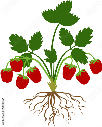 Fototapeta Naklejka Na Ścianę i Meble -  Strawberry plant with green leaves and ripe red berries isolated on white background