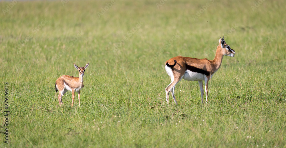 A family of Thomson gazelles in the savannah of Kenya A family of Thomson gazelles in the savannah of Kenya