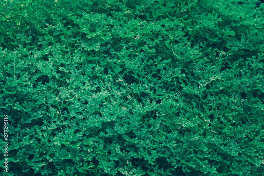 Green Leaves Pattern; Natural Background