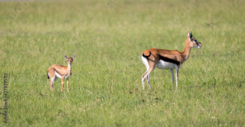 A family of Thomson gazelles in the savannah of Kenya