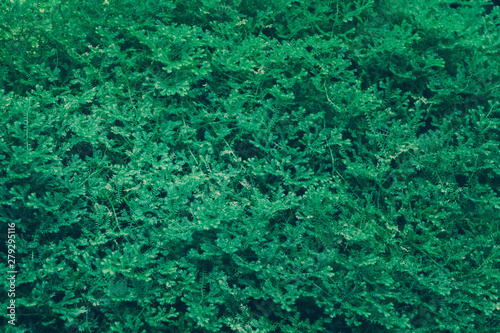Green Leaves Pattern; Natural Background