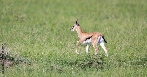 Fototapeta Naklejka Na Ścianę i Meble -  A very young Thomson Gazelle in the Kenyan grass landscape