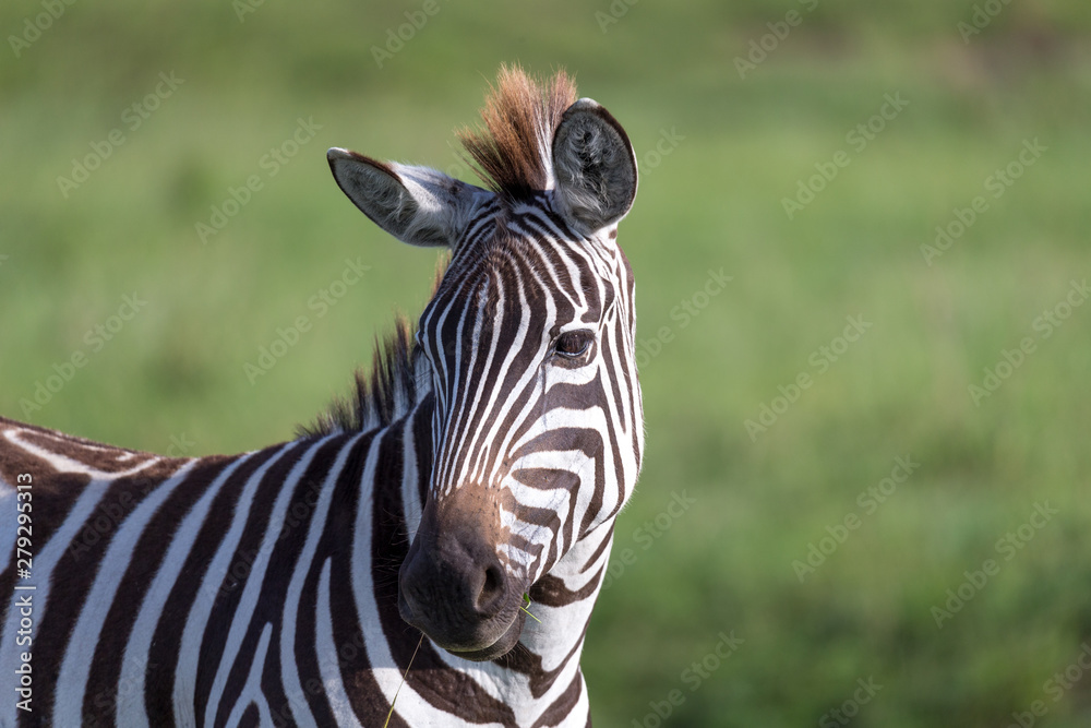 Naklejka premium A closeup of a zebra in a national park