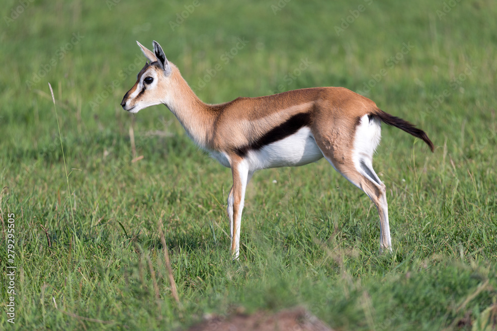 A very young Thomson Gazelle in the Kenyan grass landscape A very young Thomson Gazelle in the Kenyan grass landscape