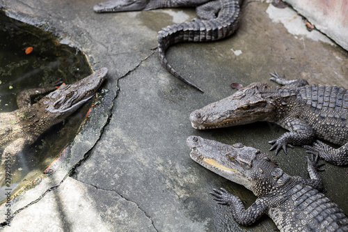 Crocodile in farm. photo