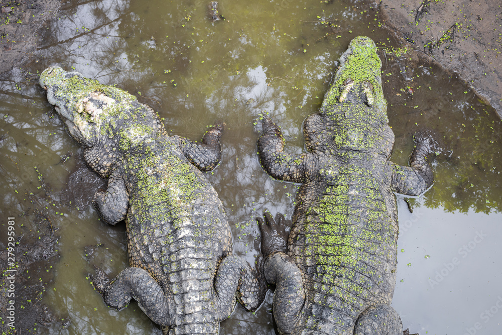 Crocodile in the swamp. Crocodile in the swamp.