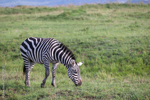 A zebra in the green landscape of a national park in Kenya