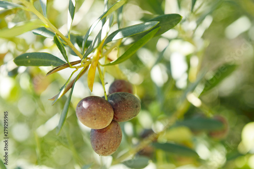 Branch with fresh ripe olives. Mediterranean olive trees garden ready for harvest.