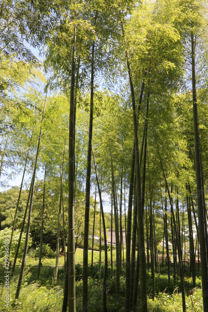 竹林