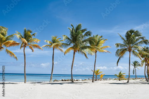 tropical beach with palm trees © SHOTPRIME STUDIO