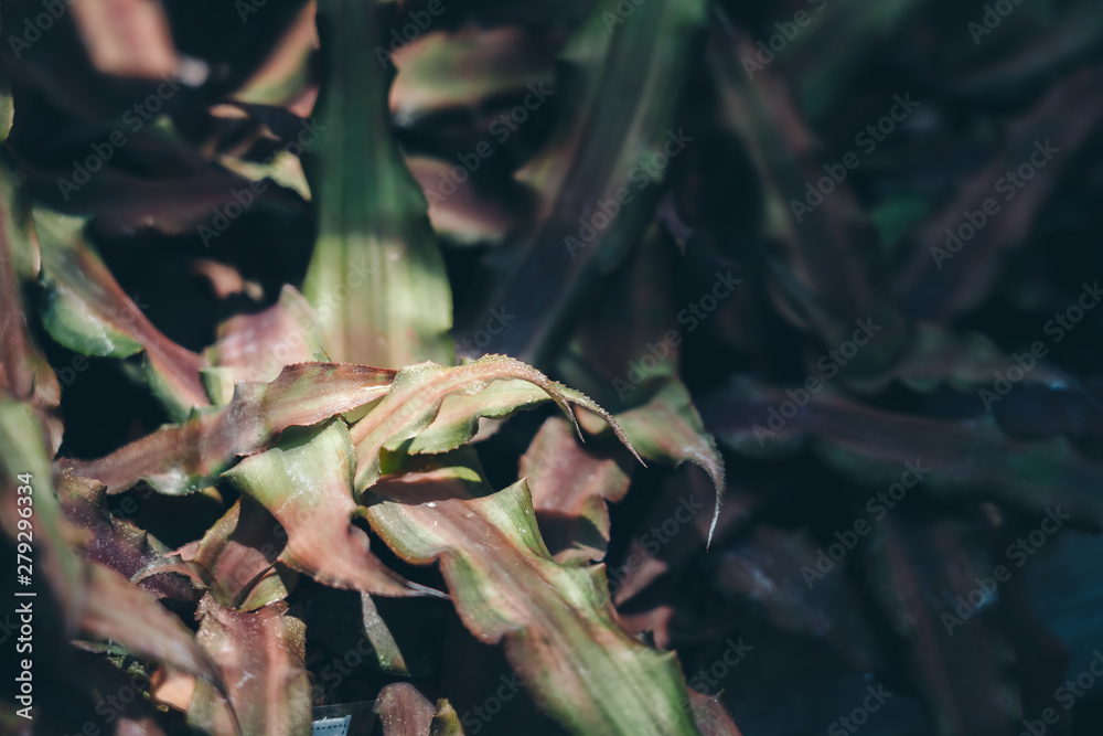 Naklejka premium Leaves Pattern; Natural Background