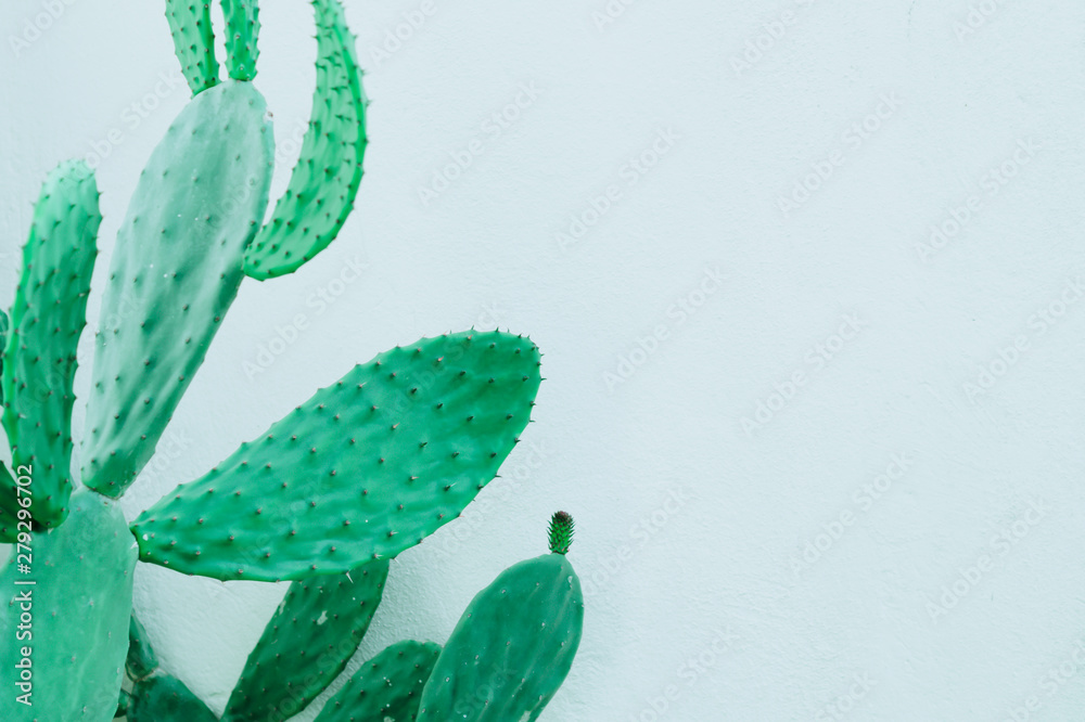View of plant, prickly pear. Background. View of plant, prickly pear. Background.