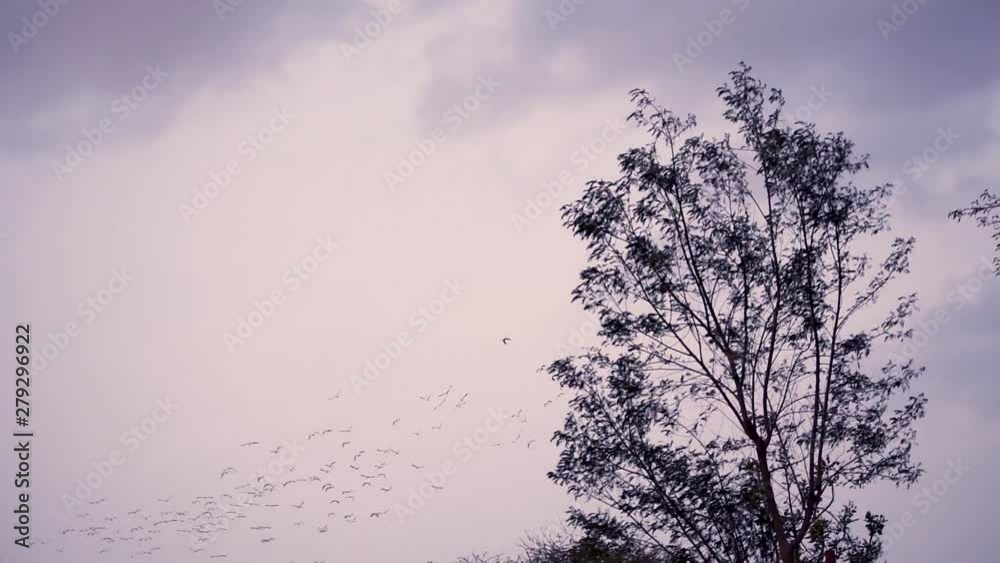 Birds flying besides the tree during the blue hour Birds flying besides the tree during the blue hour