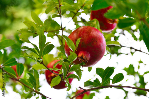 Ripe pomegranate fruit is growing in Mediterranean garden. Tree branch with fresh pomegranate