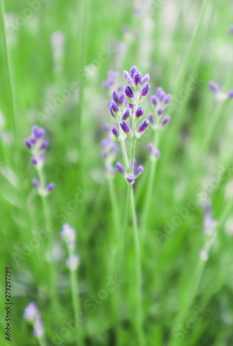 Soft focus on beautiful lavender flowers in summer garden