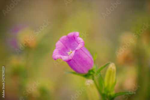 purple flower in the garden