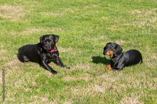 labrador french bulldog and dachshung lying in the grass