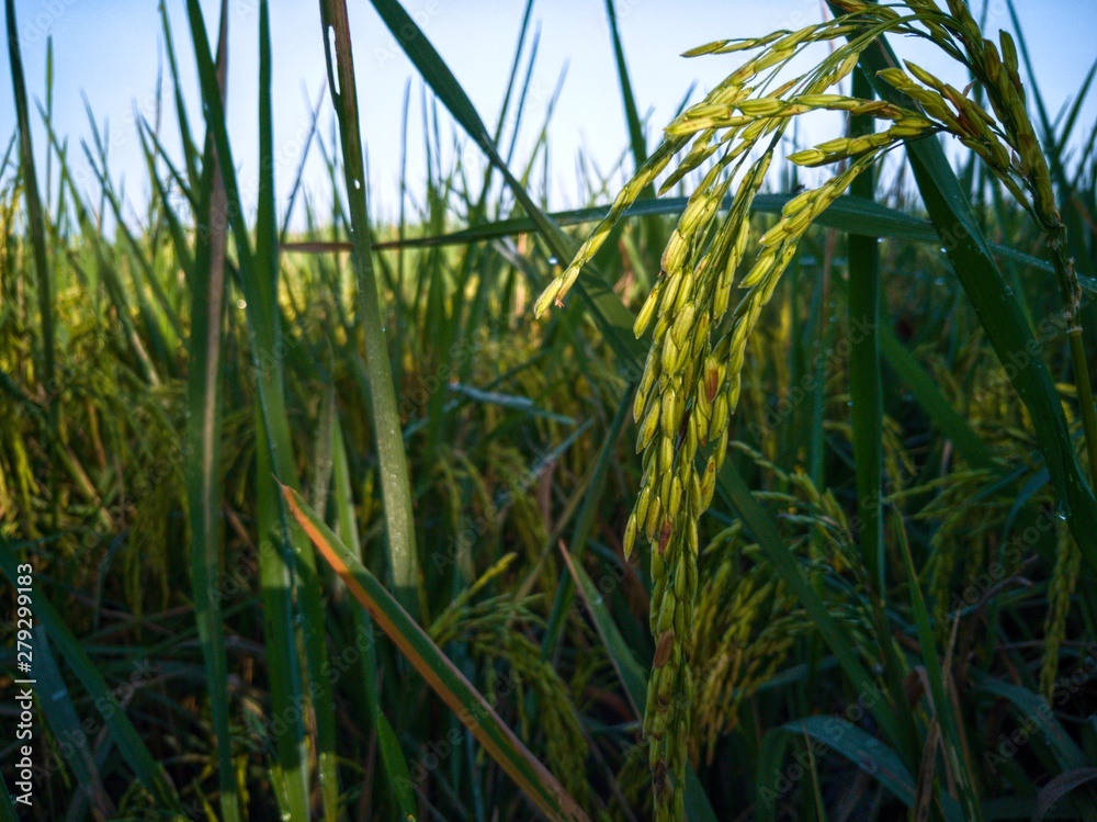 Fototapeta premium field of wheat