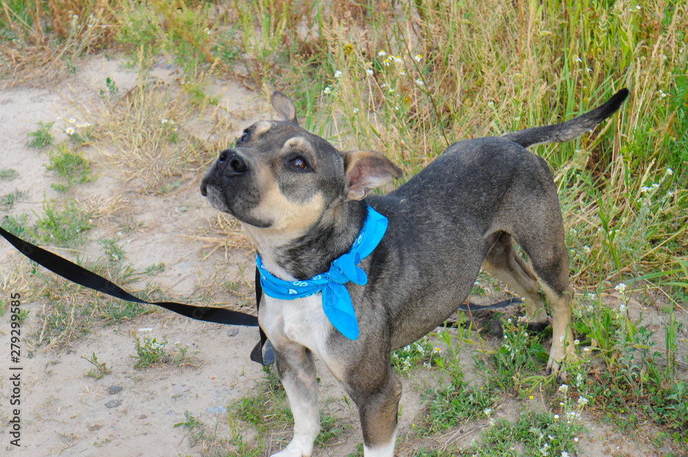 Homeless dog stuffed terrier in a shelter for a walk on the street