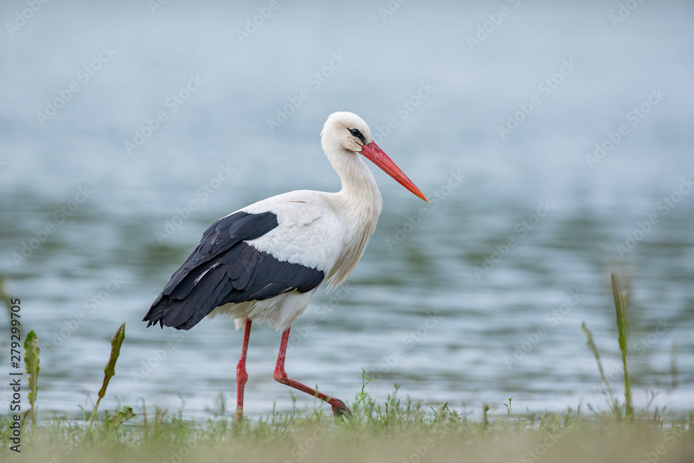 Fototapeta premium White stork near the water
