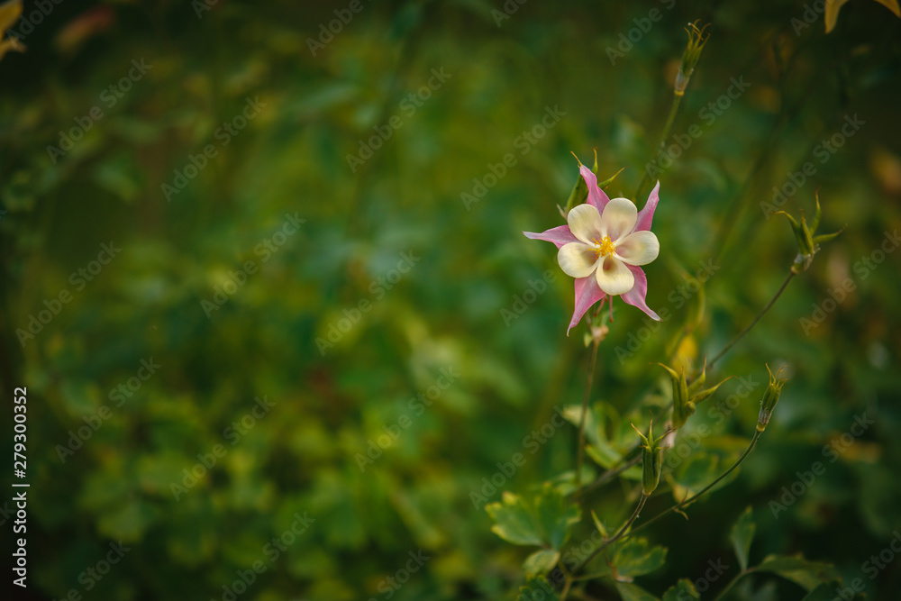 flower in the garden flower in the garden