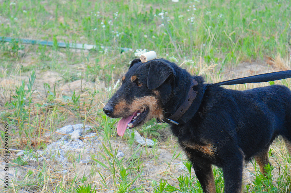 Cheerful, active dog jagdterrier on the street in the territory of the animal shelter