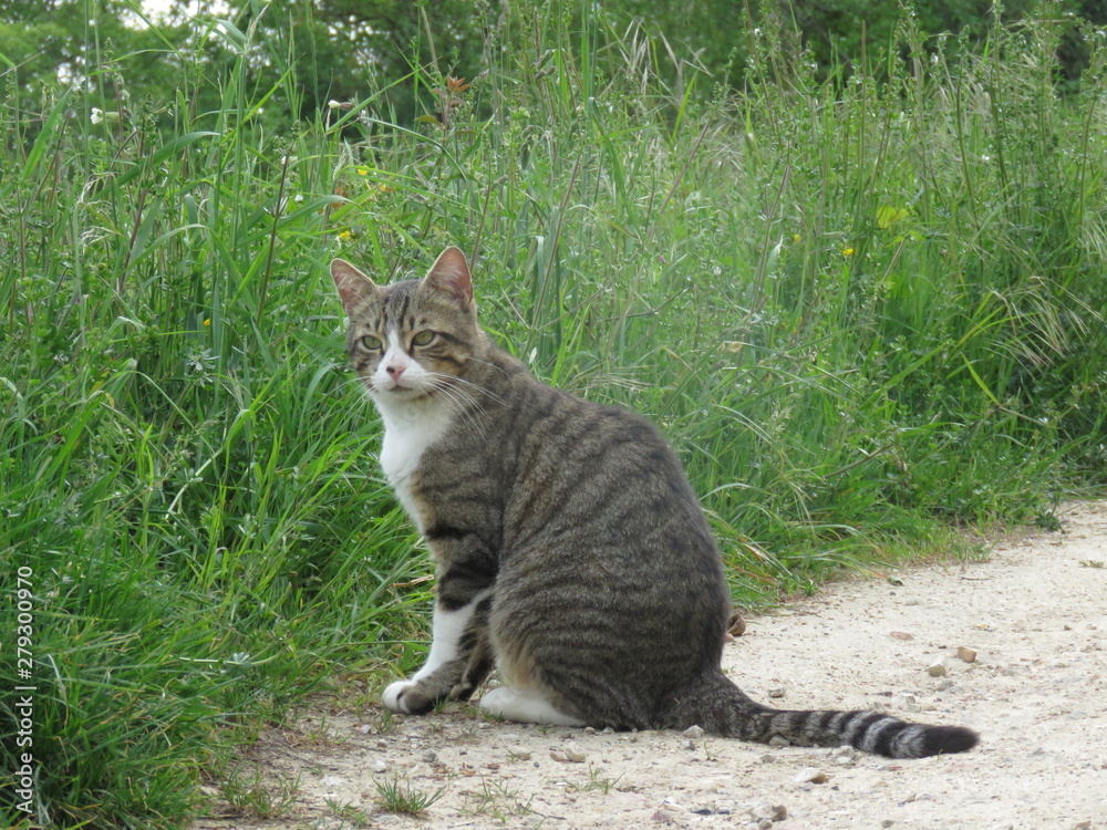 Cat sitting in a park Cat sitting in a park