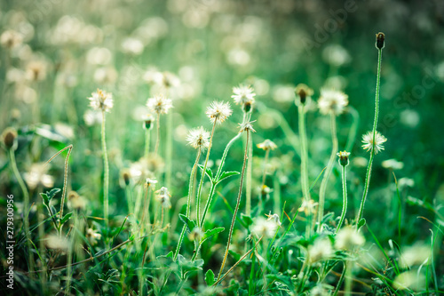 Close up of small flowers in the field on bokeh background in the morning
