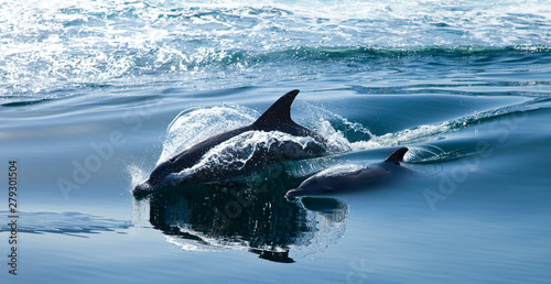 Delfín mular, Península de Musandam, Oman, Golfo Pérsico photo