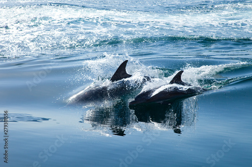 Delfín mular, Península de Musandam, Oman, Golfo Pérsico photo