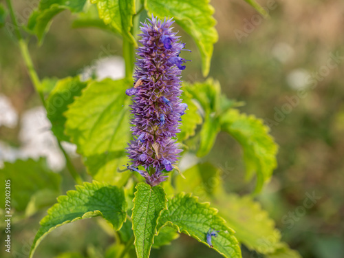 Anis-Duftnessel Agastache foeniculum Heilpflanze in der Blütezeit photo