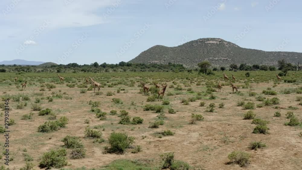 Wide aerial pan with group of African Giraffe in Kenyan national reserve, Buffalo Springs 4k Wide aerial pan with group of African Giraffe in Kenyan national reserve, Buffalo Springs 4k