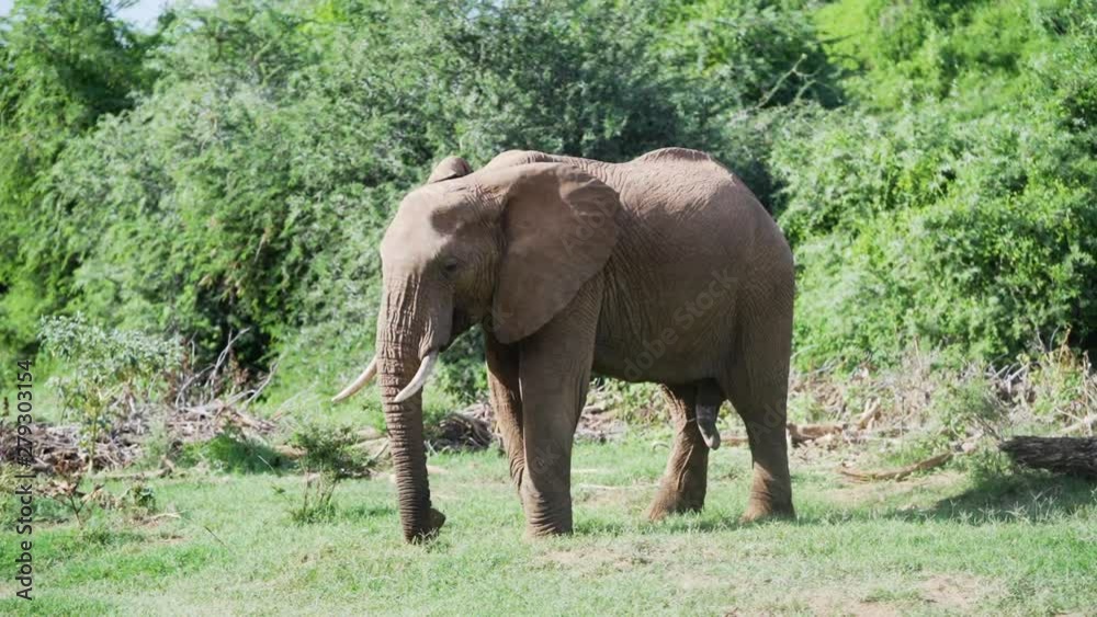 Elephant using trunk to pull and eat grass in Buffalo Springs, Kenya Elephant using trunk to pull and eat grass in Buffalo Springs, Kenya