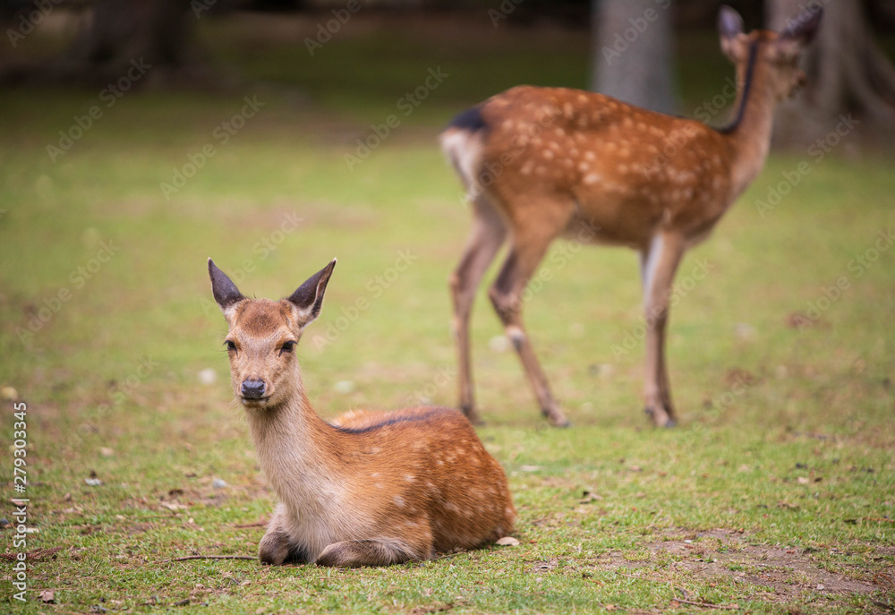 Young spotted brown deer sitting on green grass