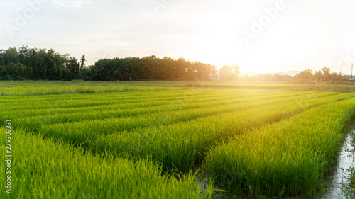 Beautiful green rice fields in the evening with sunsets