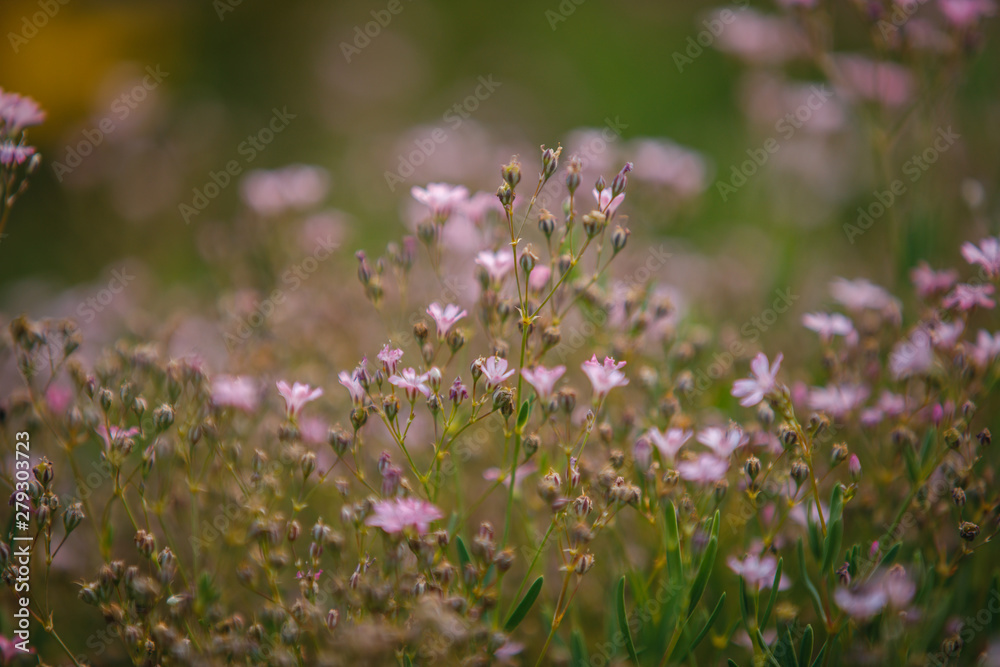 Fototapeta premium flowers in the garden