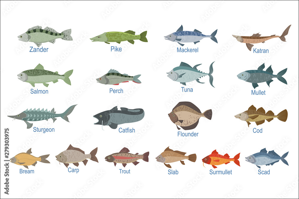 River Fish Identification Slate With Names Stock Vector