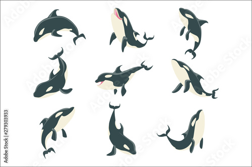 Arctic Orca Whale Different Body Positions Set Of Illustrations.