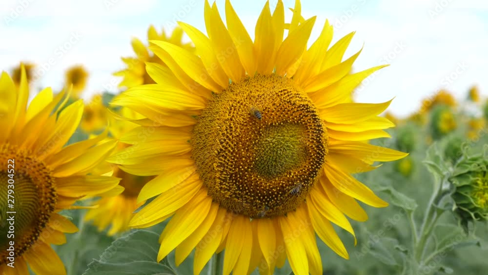 sunflower on background of blue sky sunflower on background of blue sky
