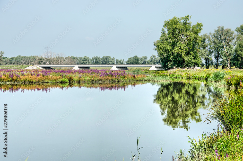 View across one of the creeks in the Noordwaard section of Biesbosch national park in the Netherlands towards fields of purple loosestrife and rumex, trees and a concrete bridge