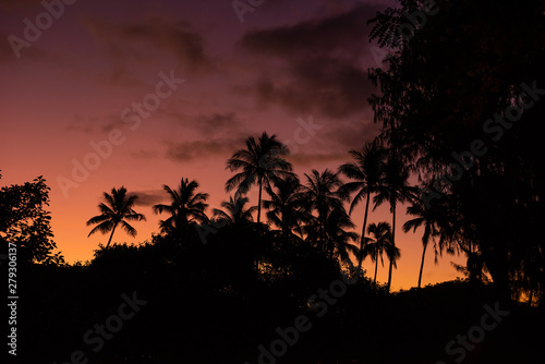 Beautiful palm trees on the warm colorful sunrise