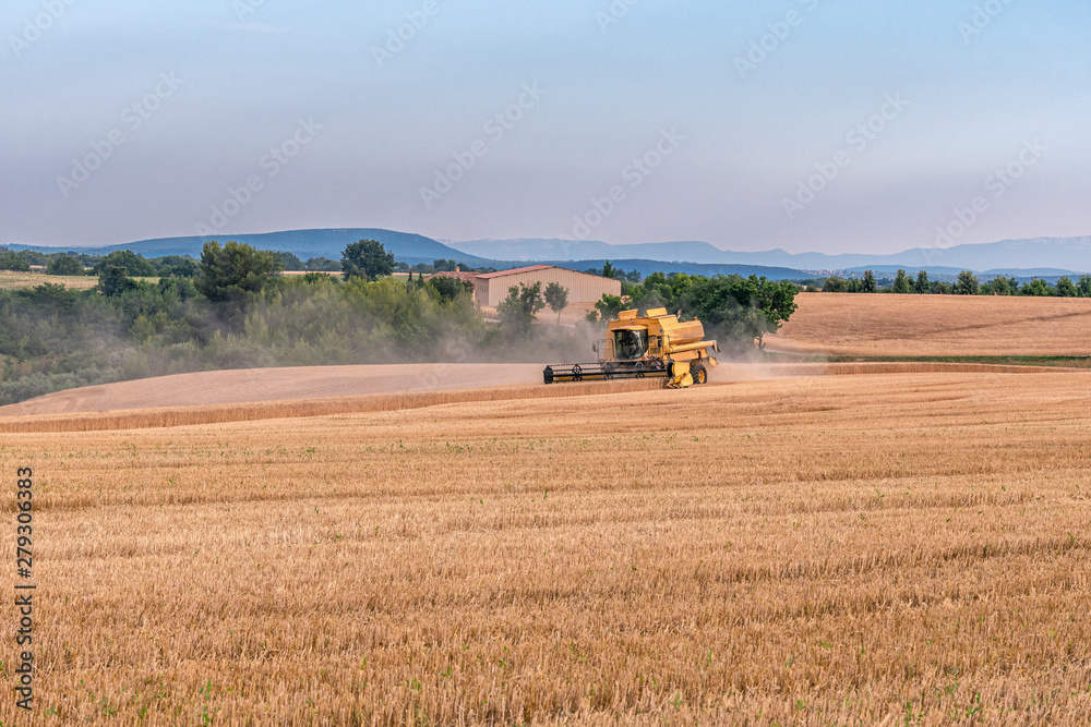 Fototapeta premium Summertime - harvest. Harvester on field at sunset. Modern agriculture equipment. Seasonal works.