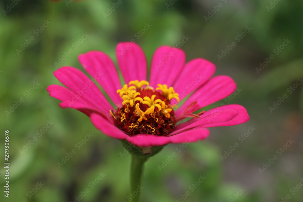 Garden, summer pink flower Zinnia. Garden, summer pink flower Zinnia.