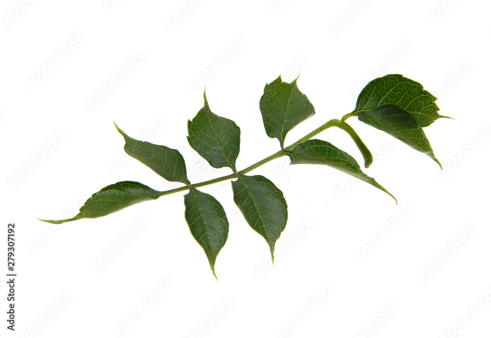 green leaf isolated on white background green leaf isolated on white background