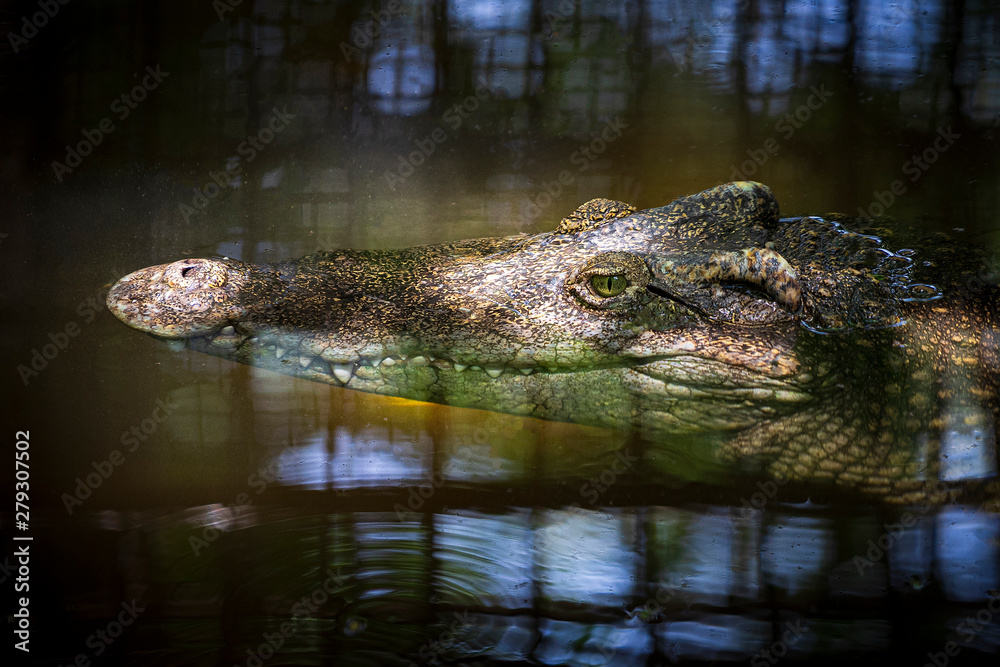 Fototapeta premium Close-up of crocodile head floating in water.