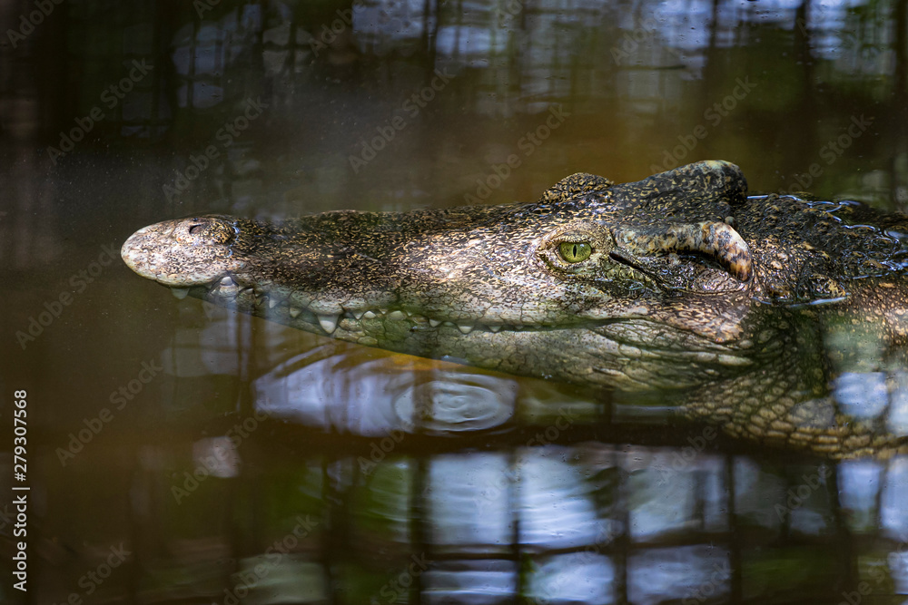 Close-up of crocodile head floating in water. Close-up of crocodile head floating in water.