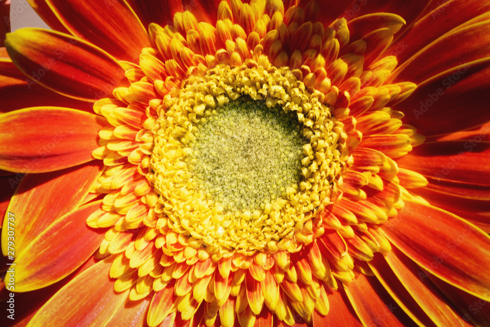 Blooming flower head of gerbera close up abstract background. Blooming flower head of gerbera close up abstract background.