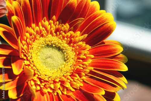 Blooming flower head of gerbera close up abstract background.