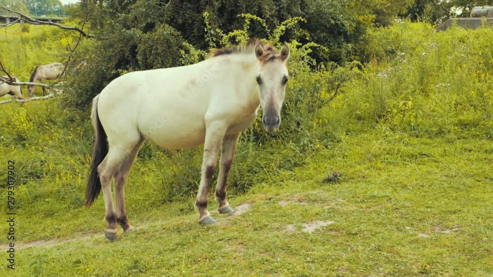 Horse is eating grass and looking at the camera in the nature. Horse is eating grass and looking at the camera in the nature.